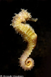 Yellow thorny seahorse, Hippocampus histrix. Picture take... by Anouk Houben 